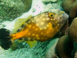 Whitespotted Filefish IMG 5497